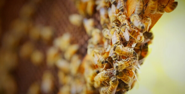 Dlan Animal Health video thumbnail